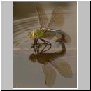 Anax imperator - Grosse Koenigslibelle w07.jpg